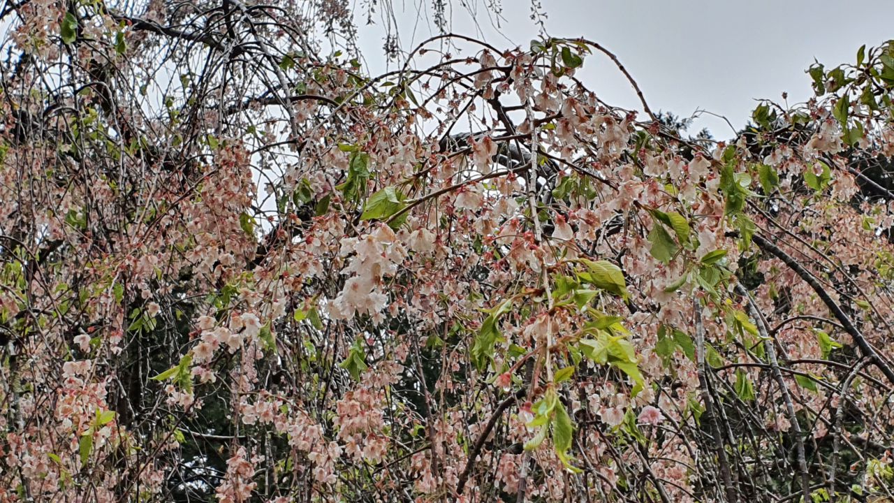 4月14日桜開花状況