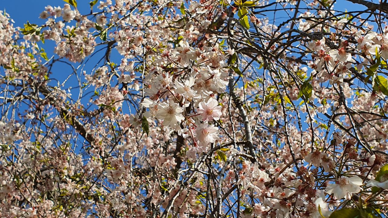 4月12日桜開花状況