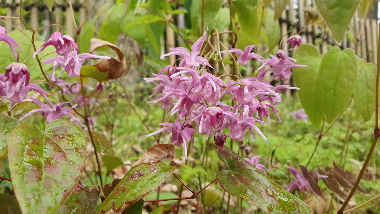 園内の花たち(4/16)現在の開花状況#3