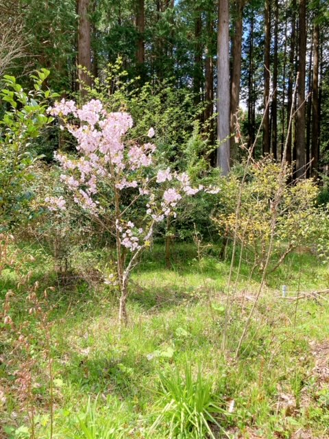 4月9日桜開花状況