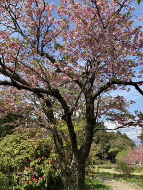 4月8日桜開花状況