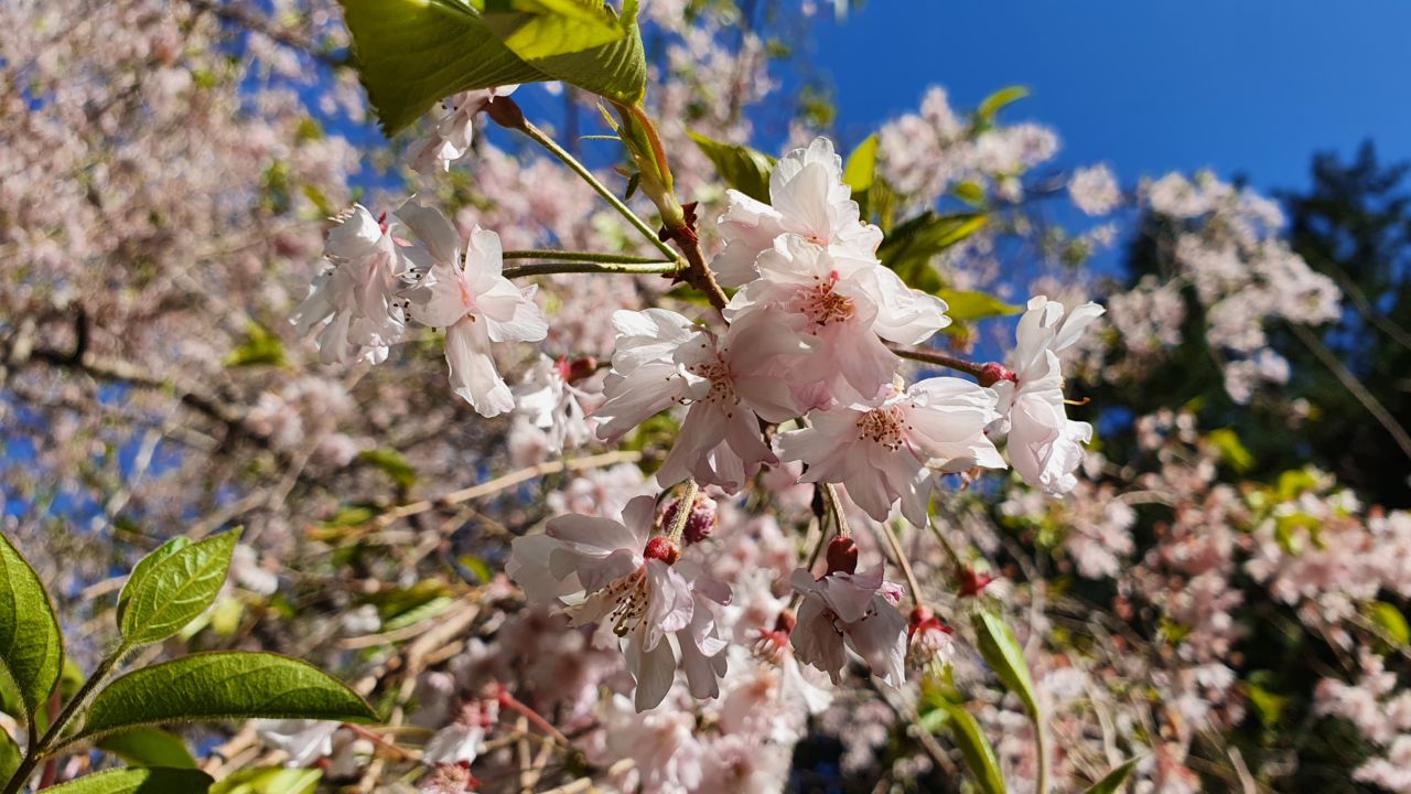 4月11日桜開花状況
