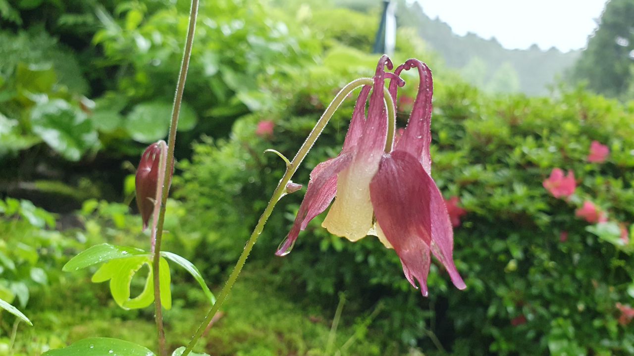 園内の花たち 5 現在の開花状況 8 秩父宮記念公園