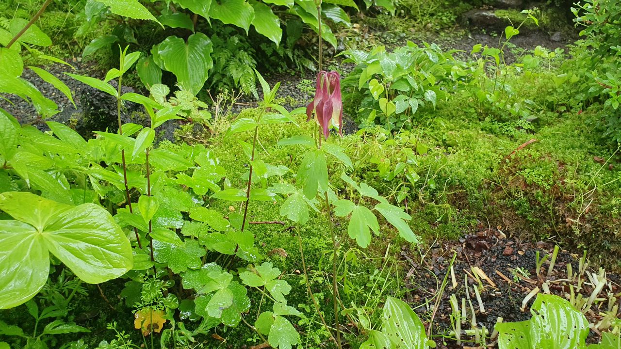 園内の花たち 5 現在の開花状況 8 秩父宮記念公園