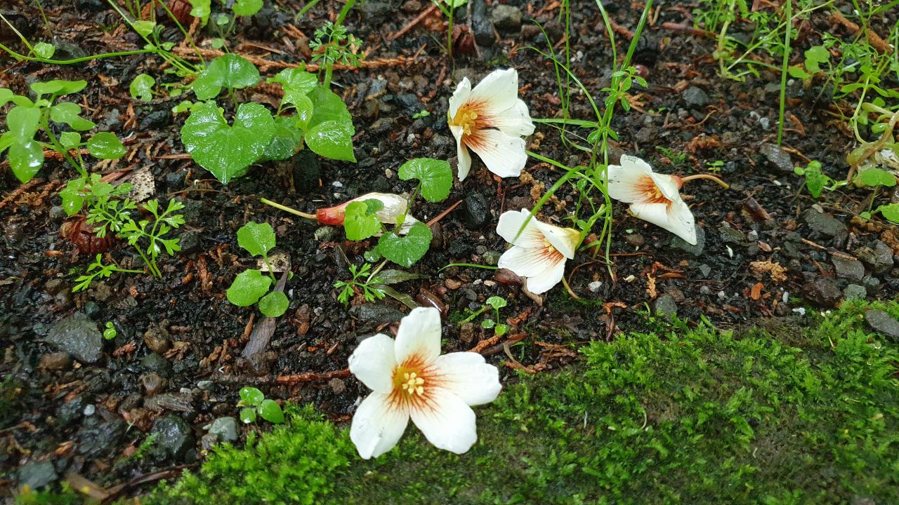 園内の花たち 5 現在の開花状況 8 秩父宮記念公園