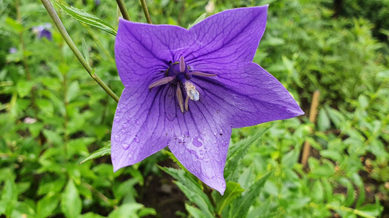 園内の花たち(7/15)現在の開花状況#16
