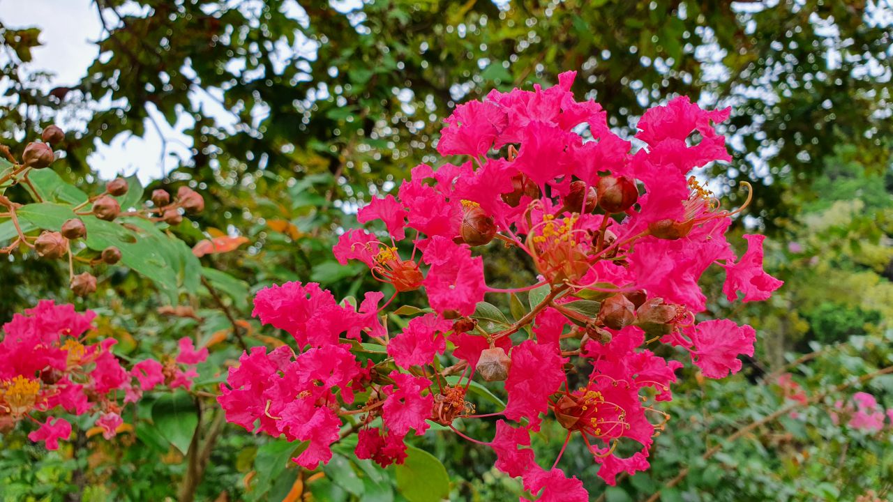 園内の花たち(9/1)現在の開花状況#23