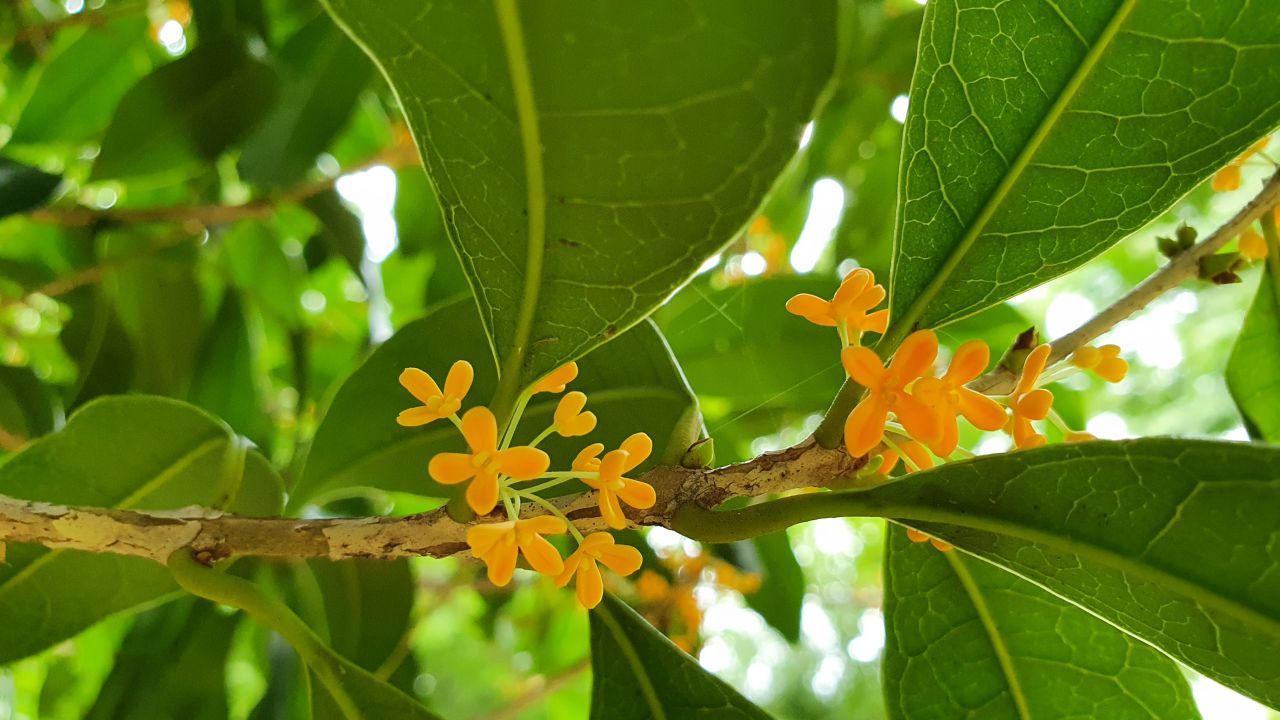 園内の花たち(9/17)現在の開花状況#25