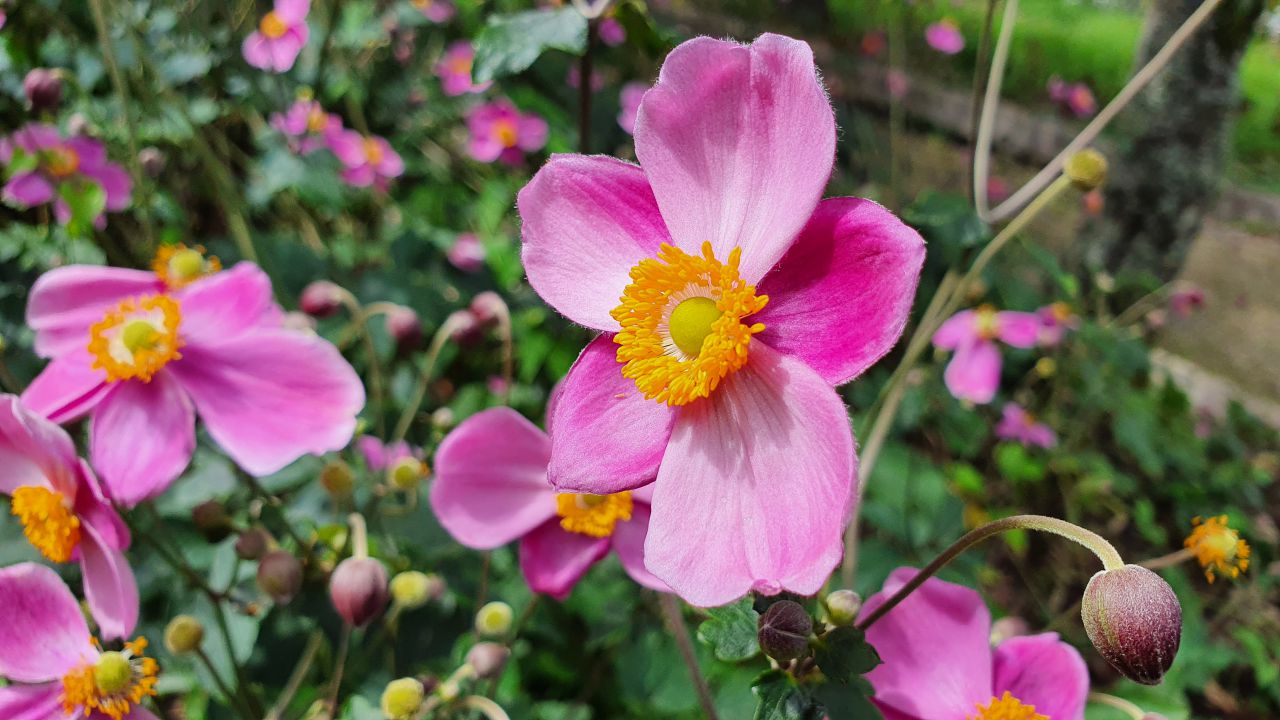 園内の花たち(9/10)現在の開花状況#24