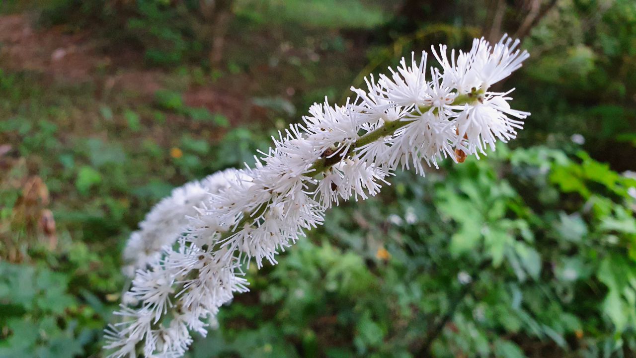 園内の花たち(10/22)現在の開花状況#30