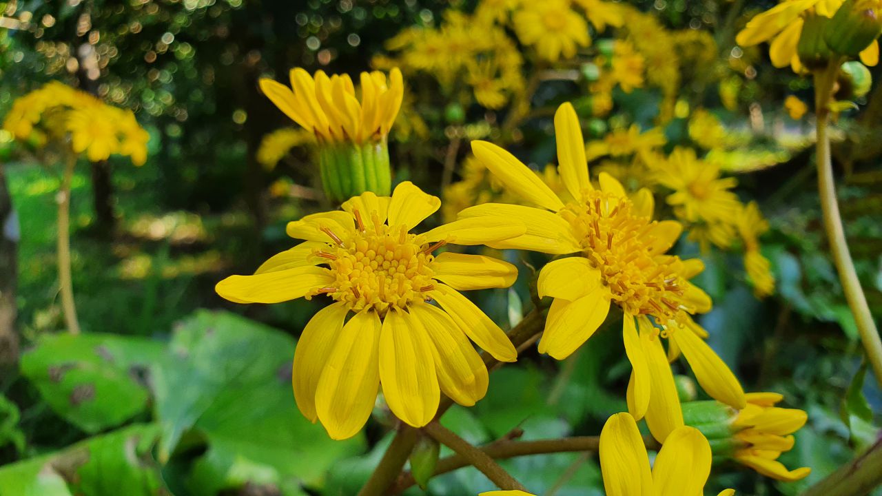 園内の花たち(10/15)現在の開花状況#29
