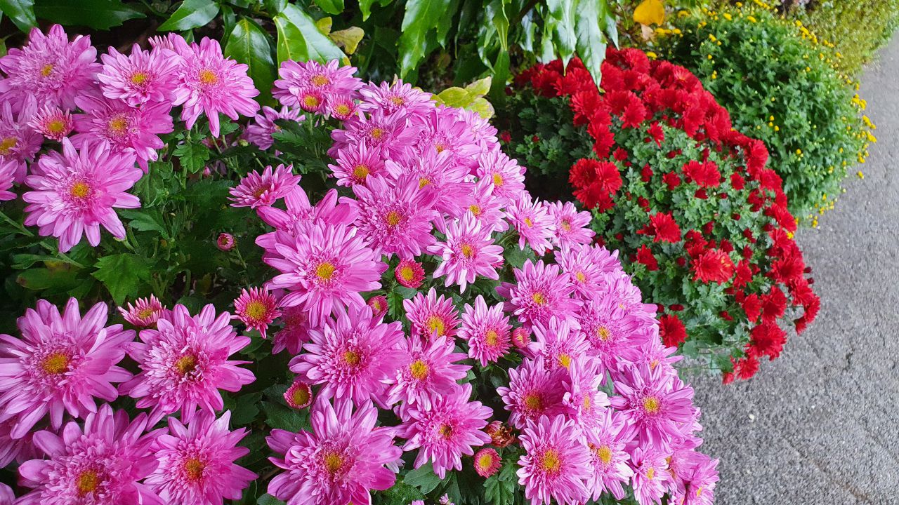 園内の花たち(11/3)現在の開花状況#32