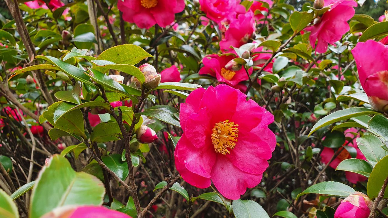 園内の花たち(12/8)現在の開花状況#37