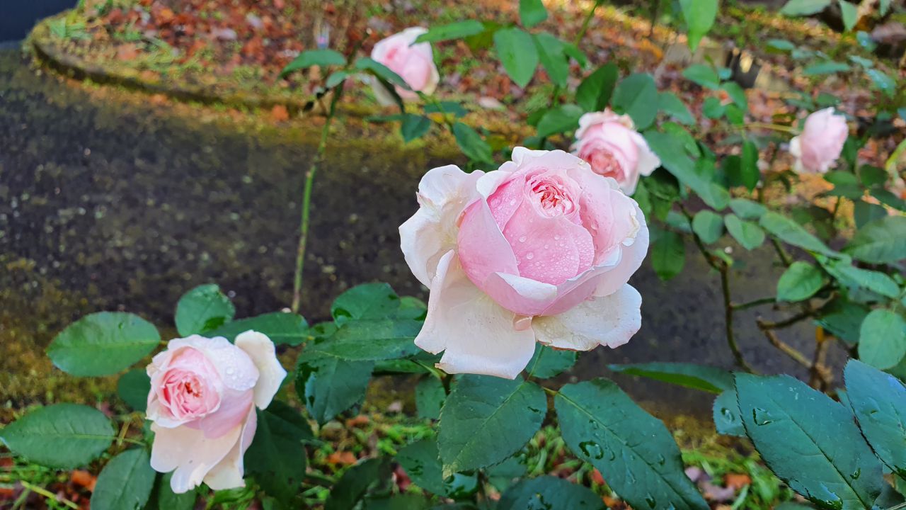 園内の花たち(12/16)現在の開花状況#38