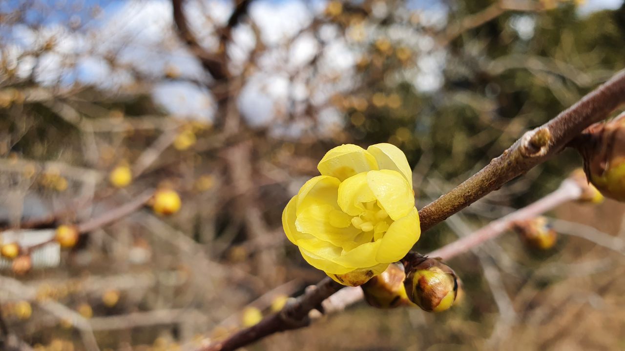 園内の花たち(1/20)現在の開花状況#42