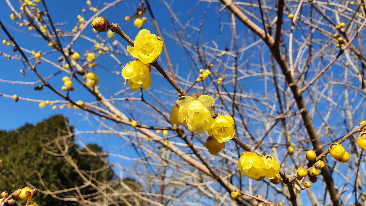 園内の花たち(2/5)現在の開花状況#44