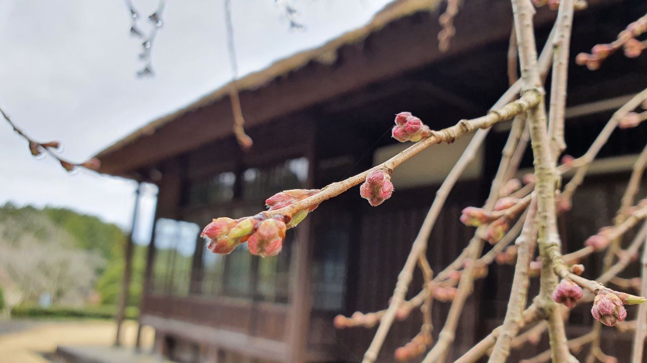 3月21日 桜開花状況