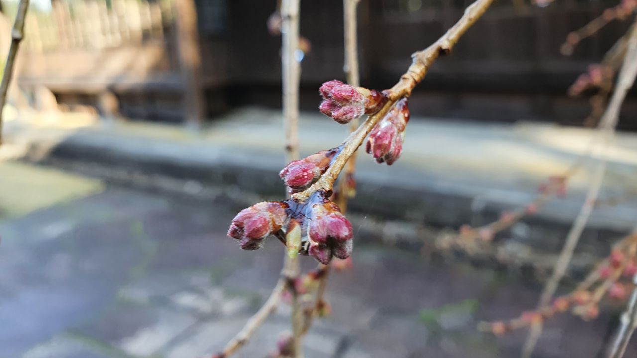 3月24日 桜開花状況