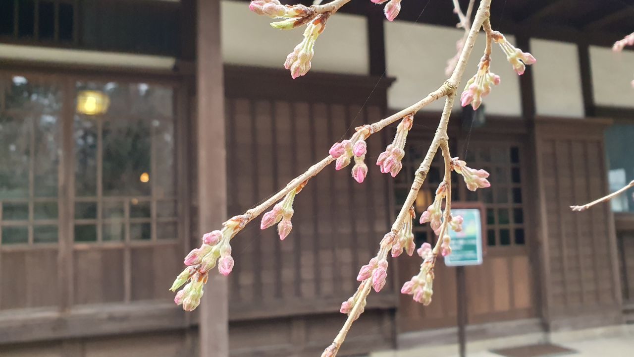 3月29日 桜開花状況