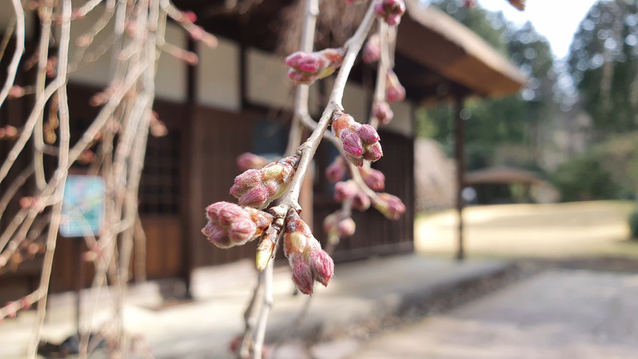 3月26日 桜開花状況