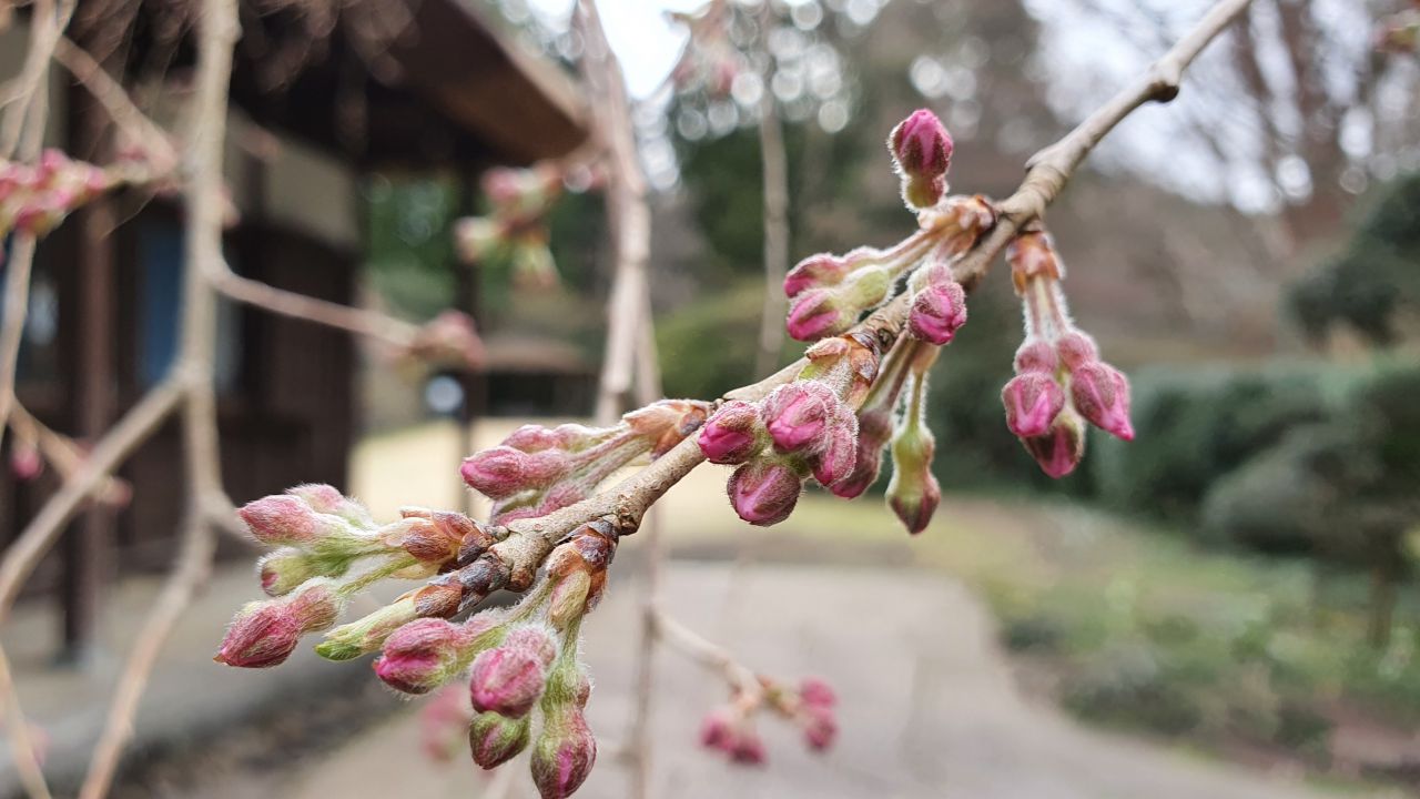 3月30日 桜開花情報