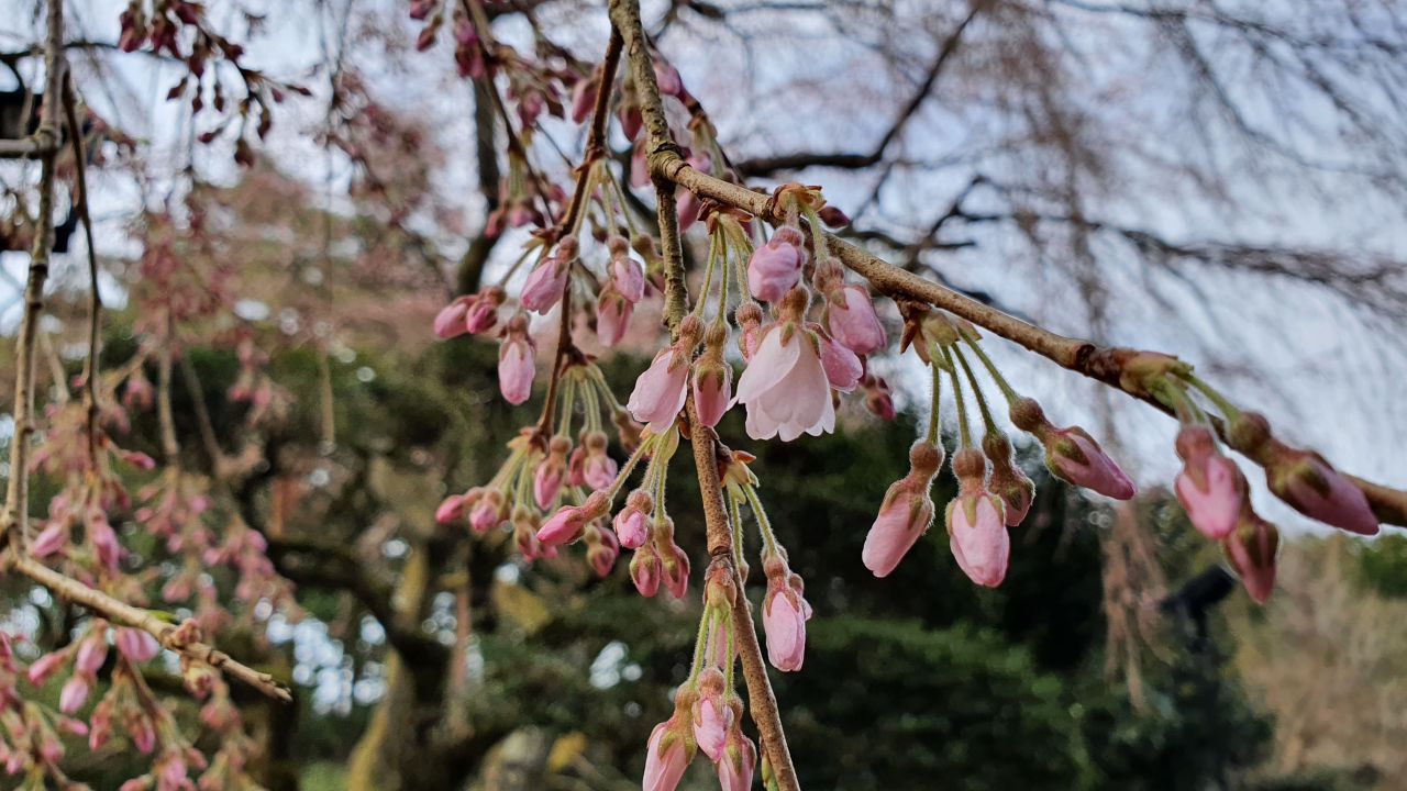 3月31日 桜開花情報