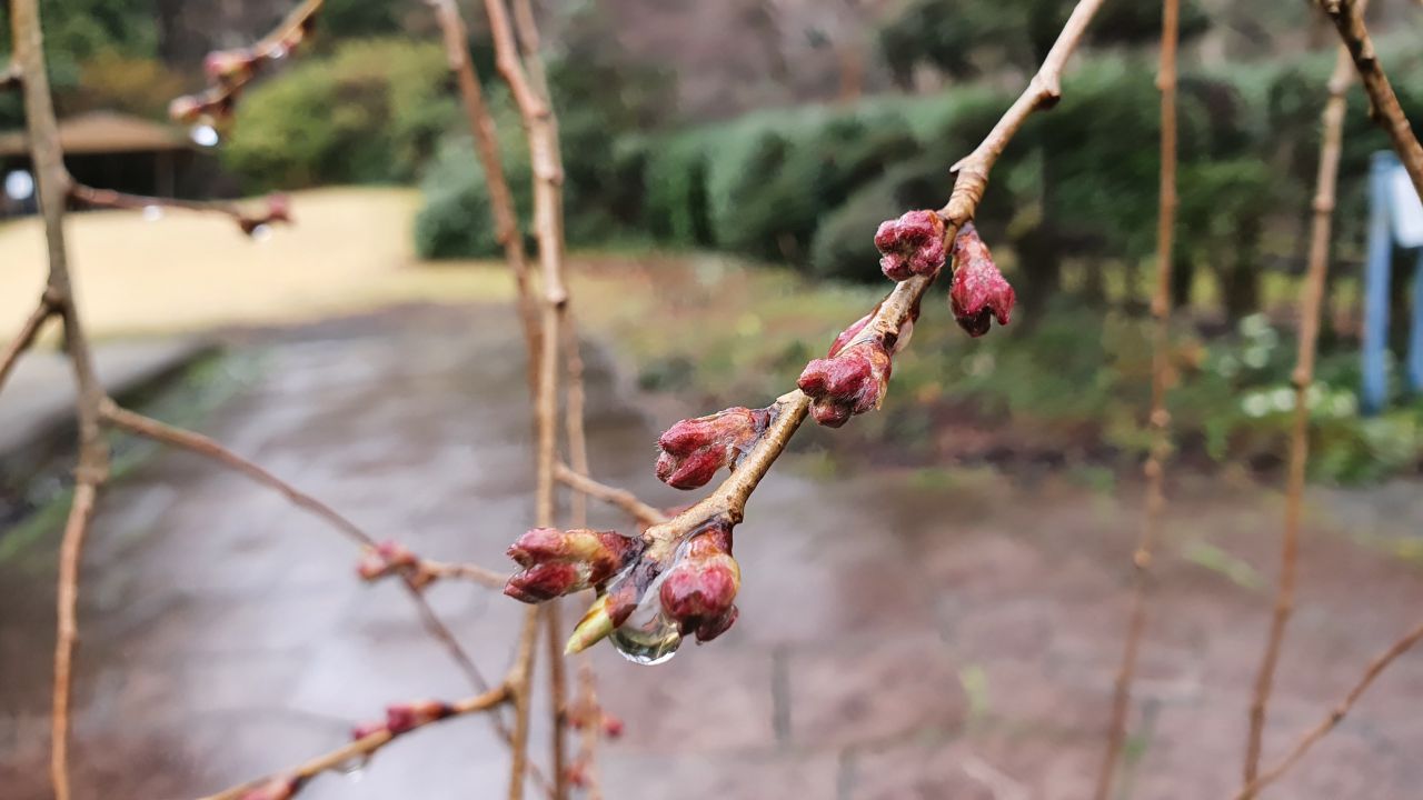 3月22日 桜開花状況
