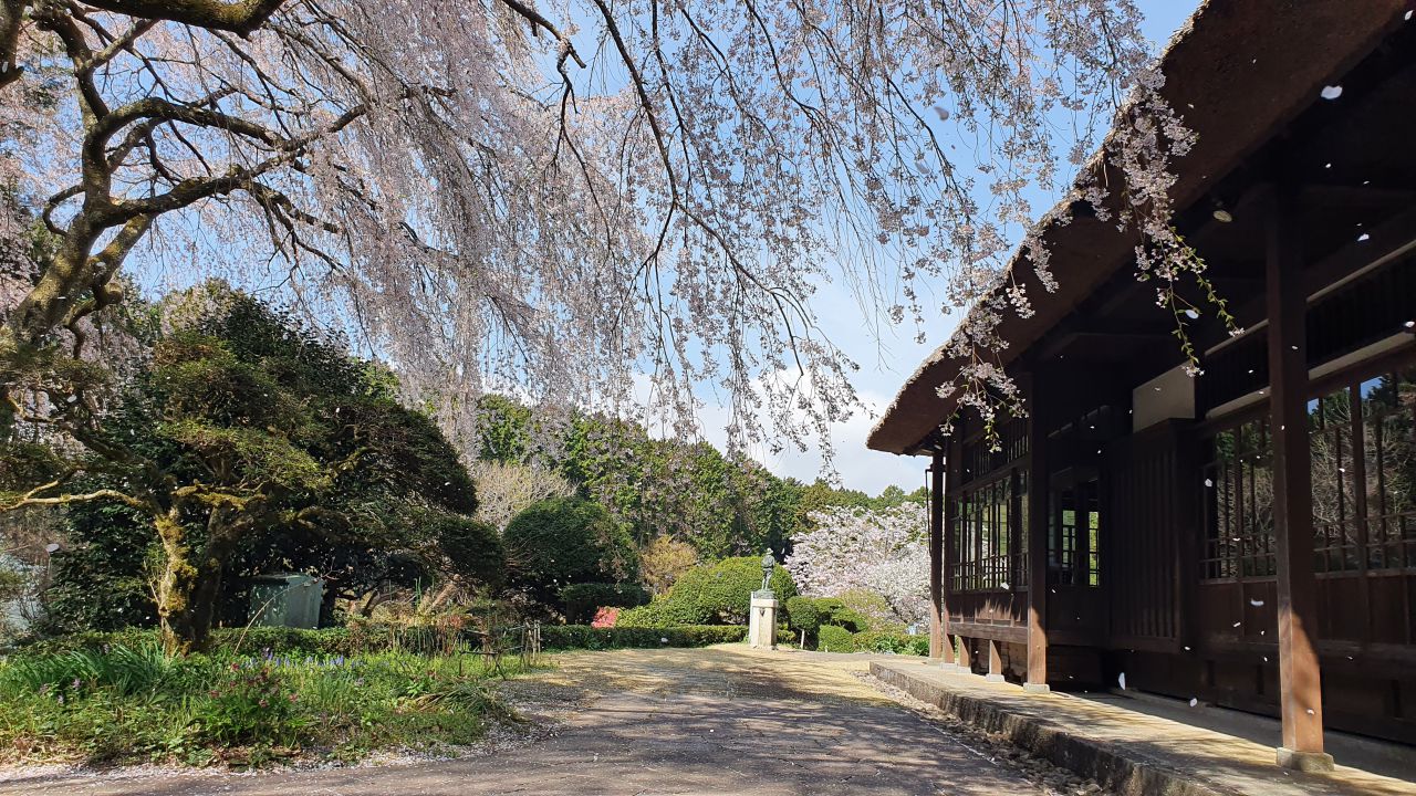 4月11日 桜開花情報