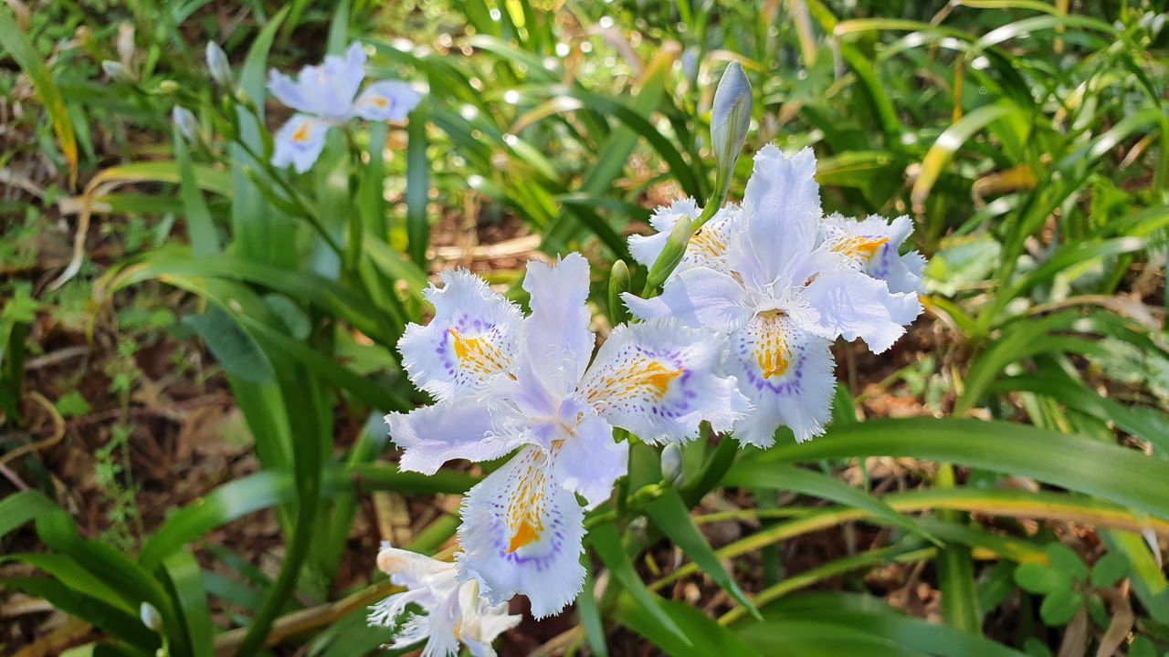 園内の花たち(4/23)現在の開花状況#4