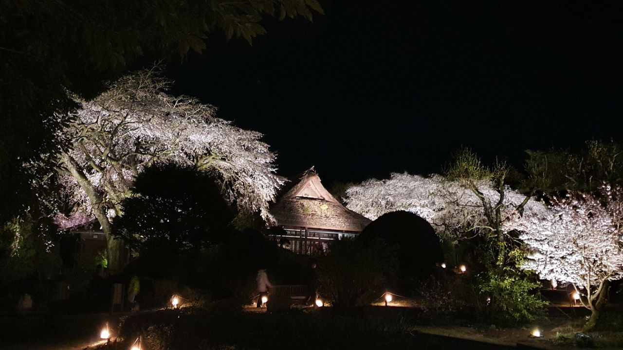 4/10 桜開花情報