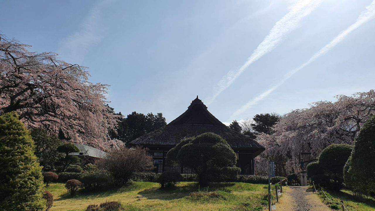 4月7日 桜開花情報