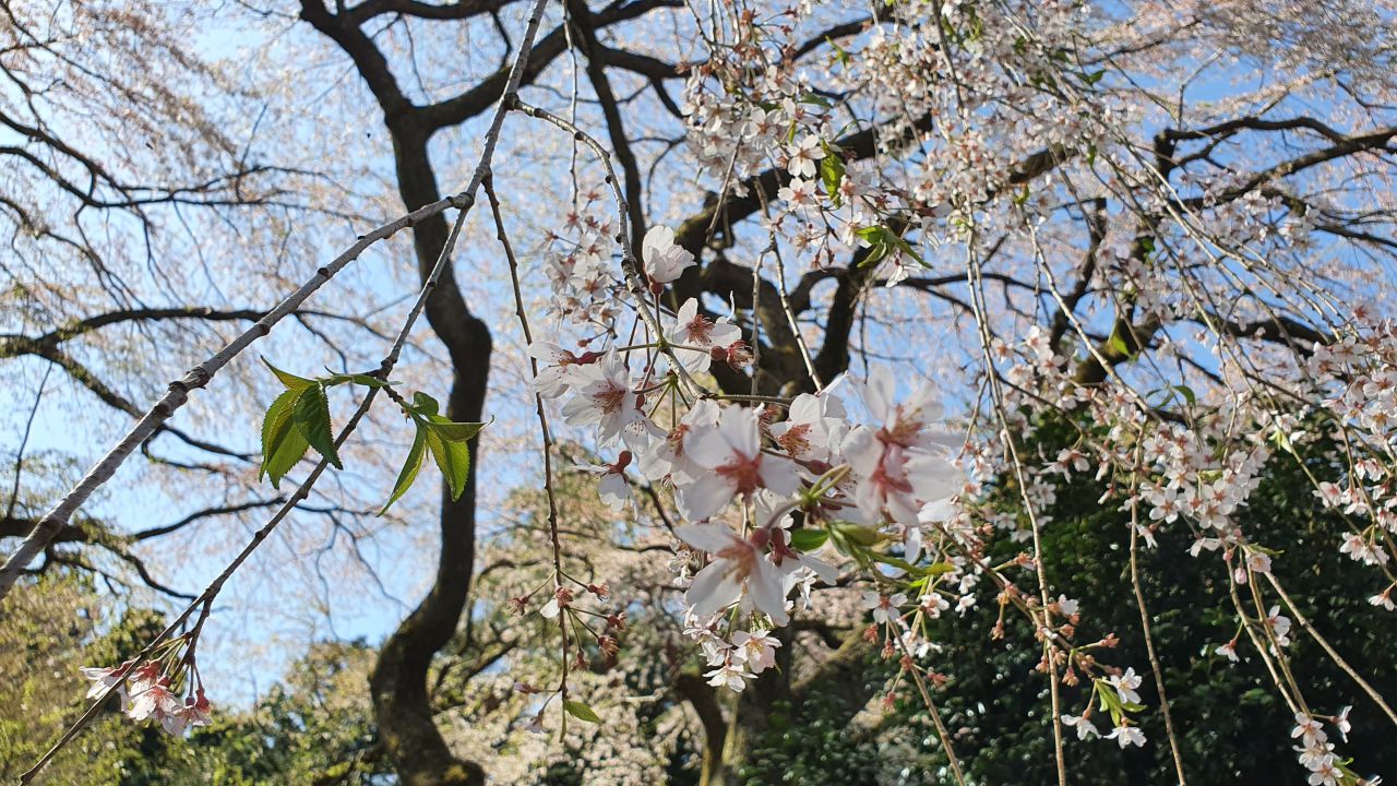 4月12日 桜開花情報