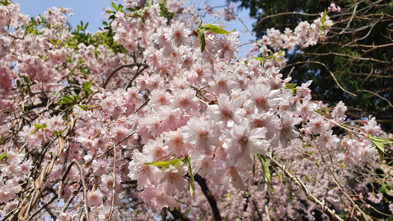 4月13日 桜開花情報