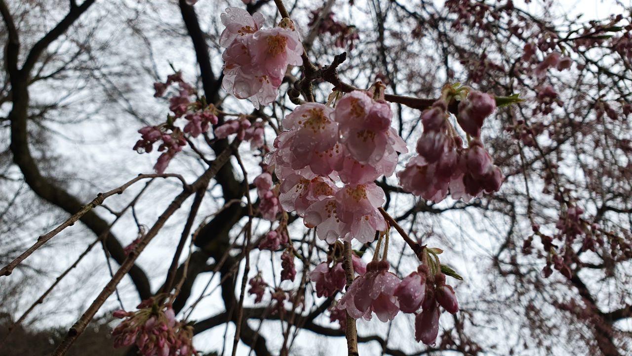 4月1日 桜開花情報