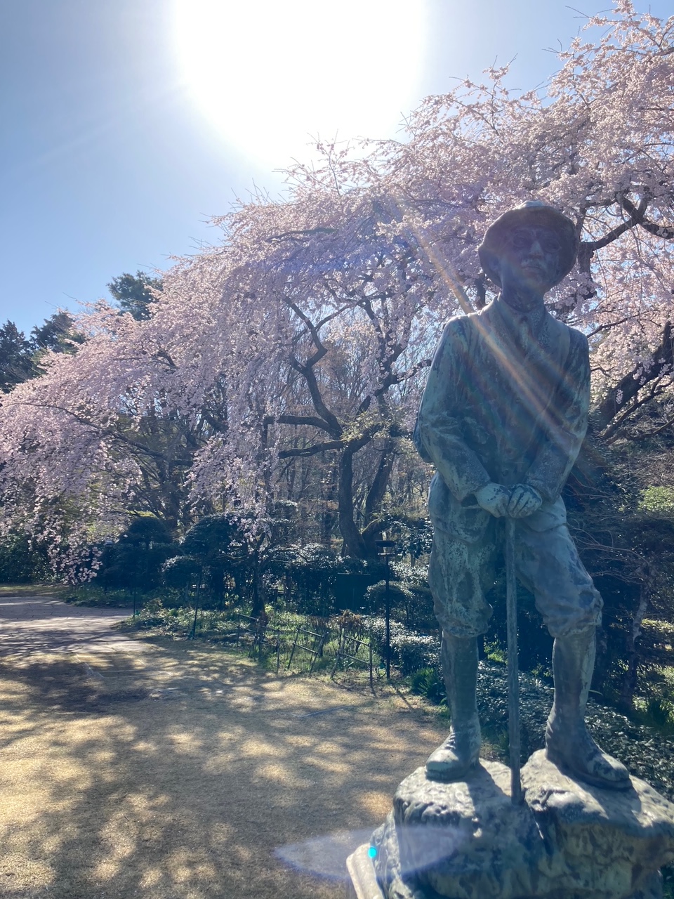4月8日 桜開花情報