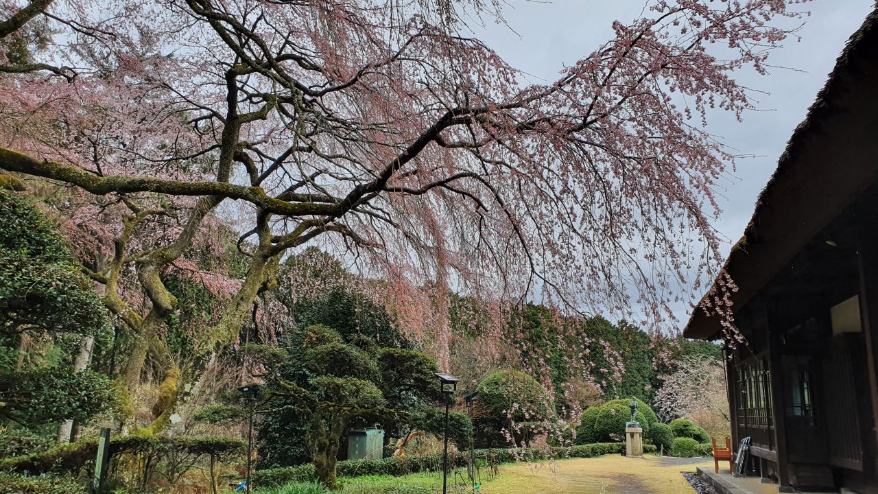 4月3日 桜開花情報