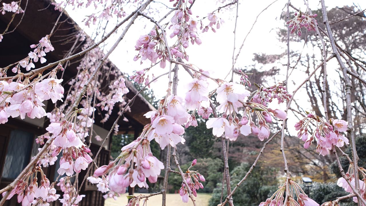 4月2日 桜開花情報