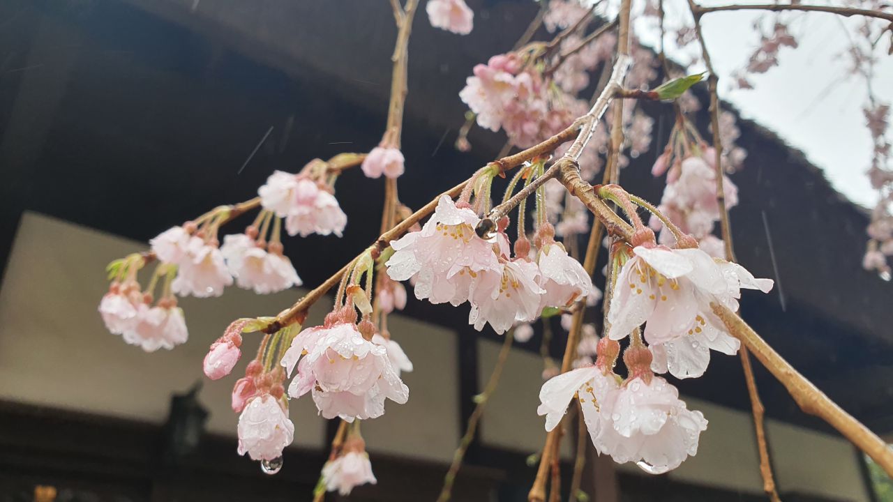 4月4日 桜開花情報