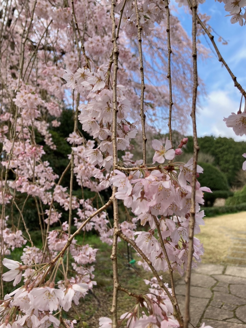 4月6日 桜開花情報