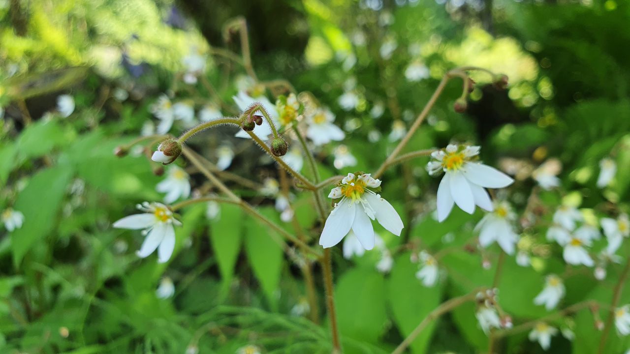 園内の花たち(5/28)現在の開花状況#9