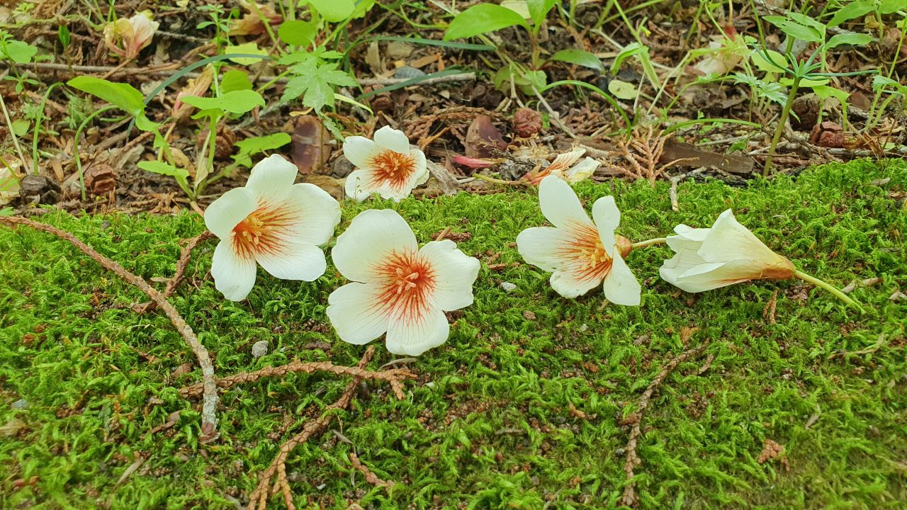 園内の花たち 5 現在の開花状況 8 秩父宮記念公園