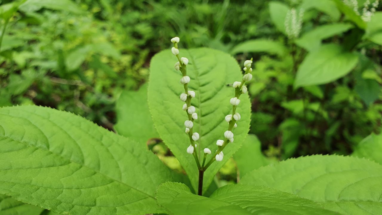 園内の花たち(5/14)現在の開花状況#7