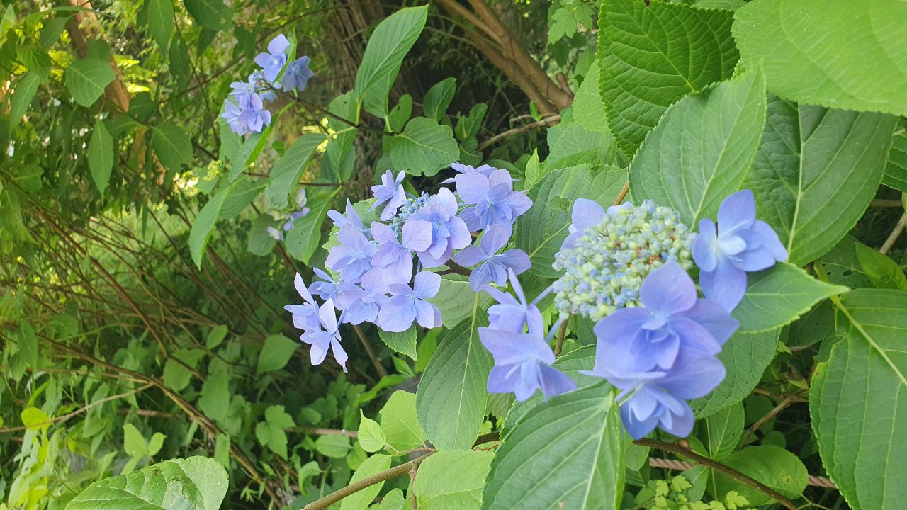 園内の花たち(6/30)現在の開花状況#14