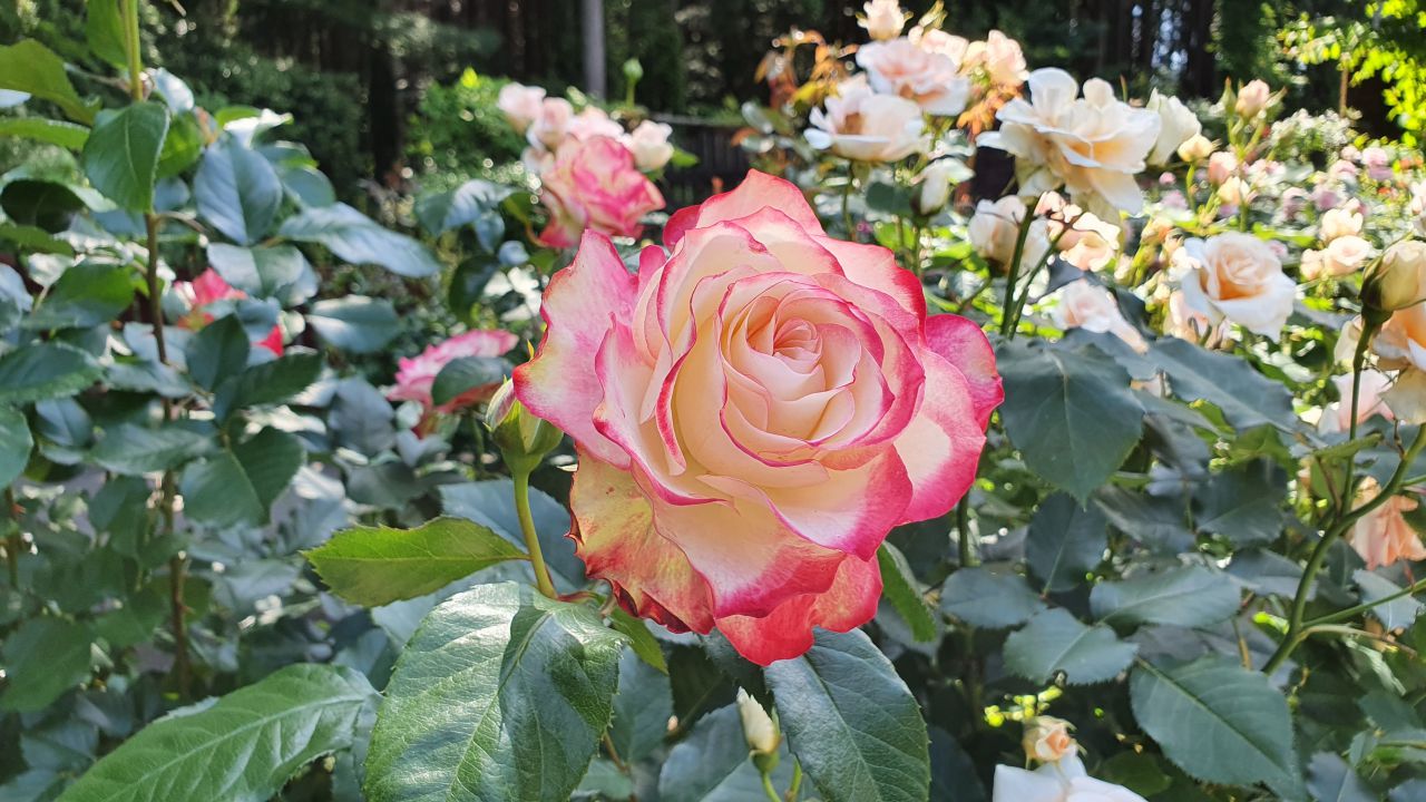 園内の花たち(6/2)現在の開花状況#10