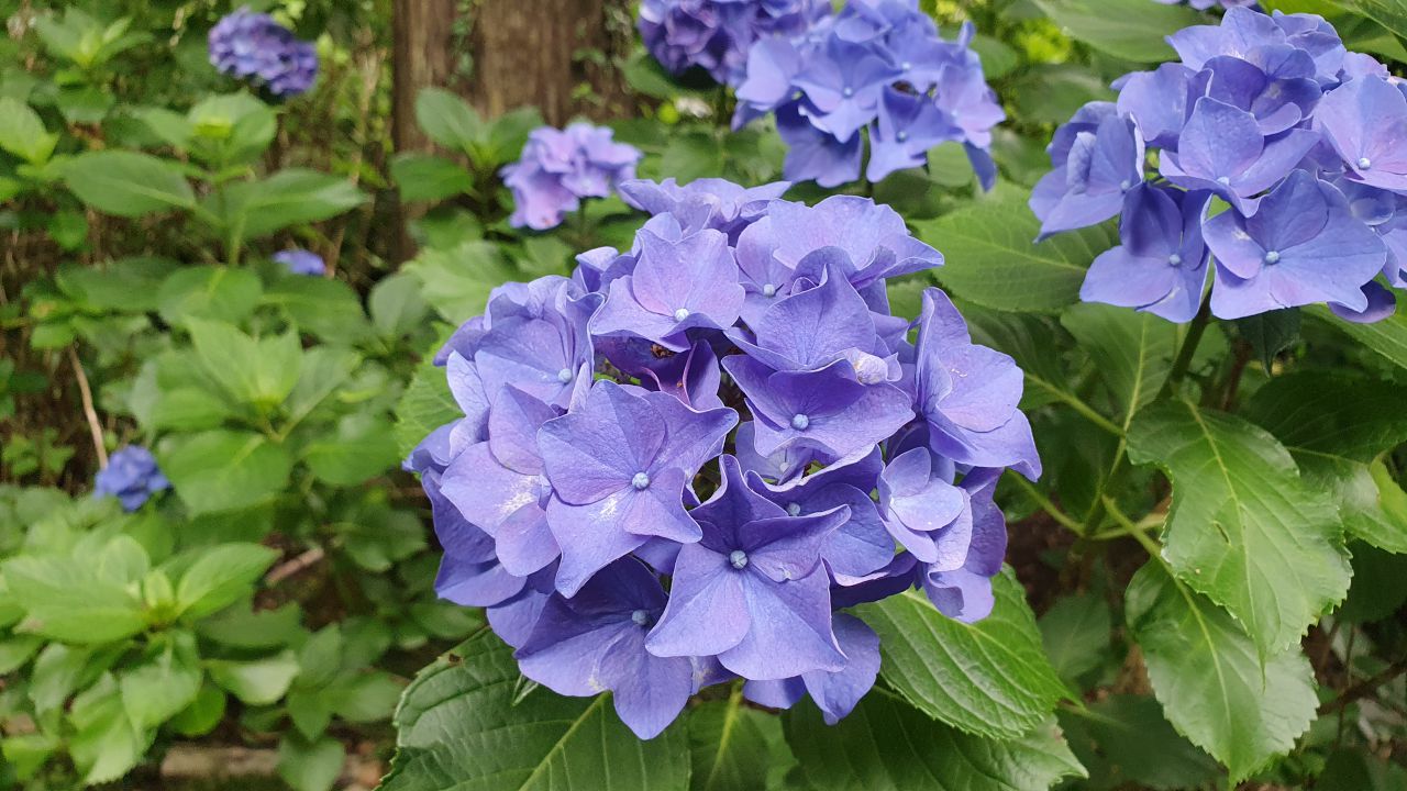 園内の花たち(7/8)現在の開花状況#15