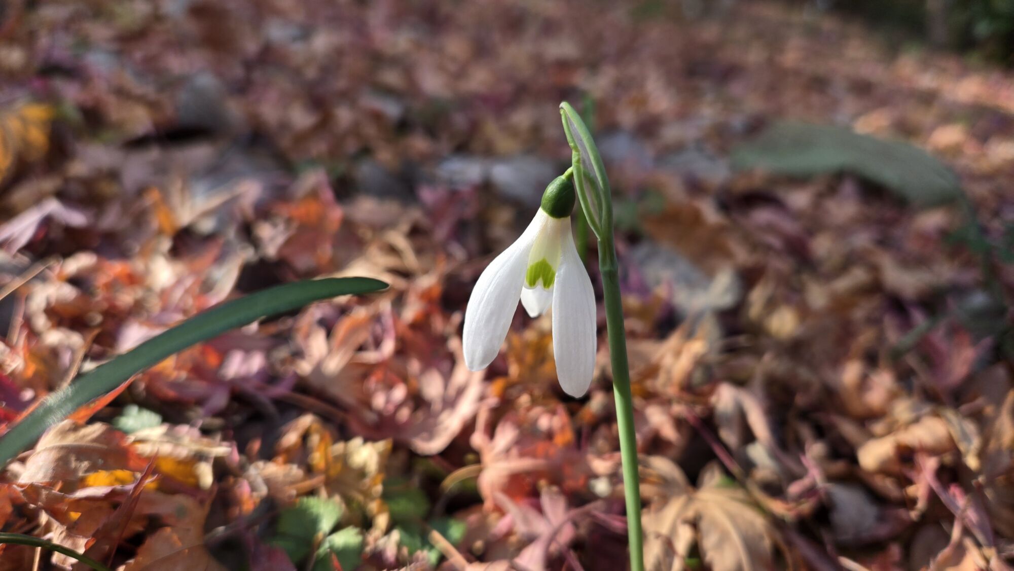 園内の花たち(12/18)現在の開花状況 #38