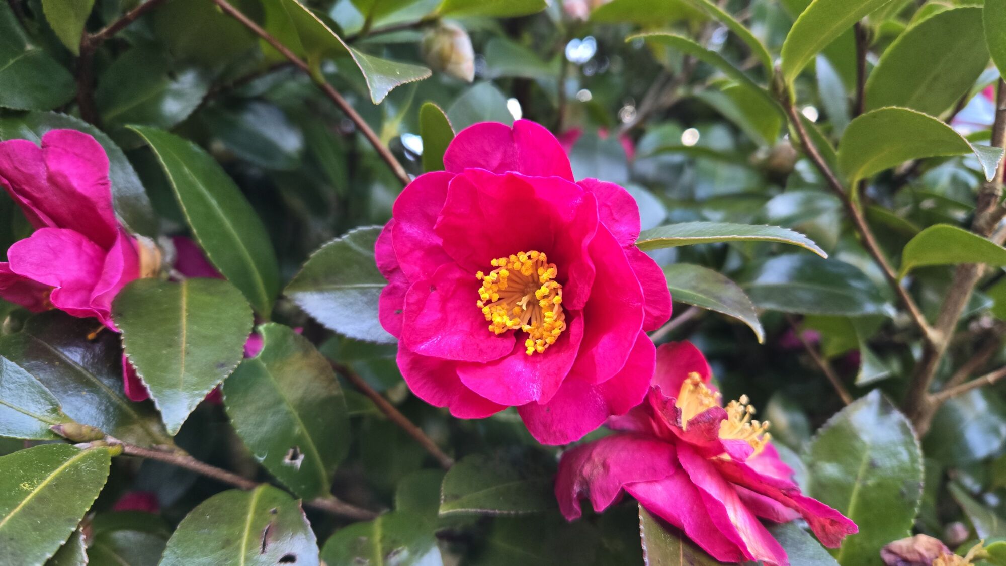 園内の花たち(1/8)現在の開花状況 #41