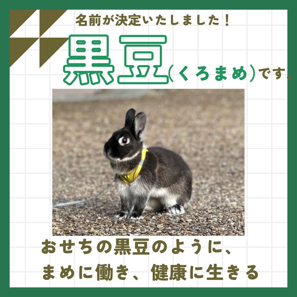 発表】うさぎの名前が決定いたしました! | 秩父宮記念公園