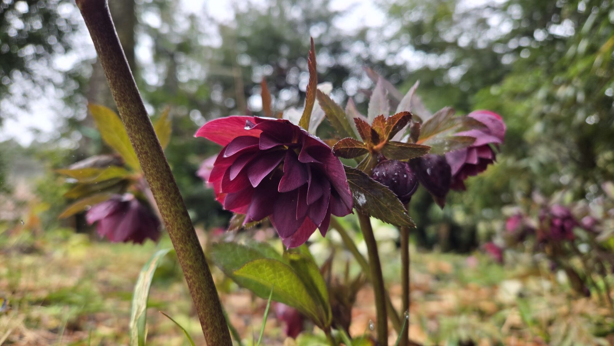 園内の花たち(3/12)現在の開花状況 #50