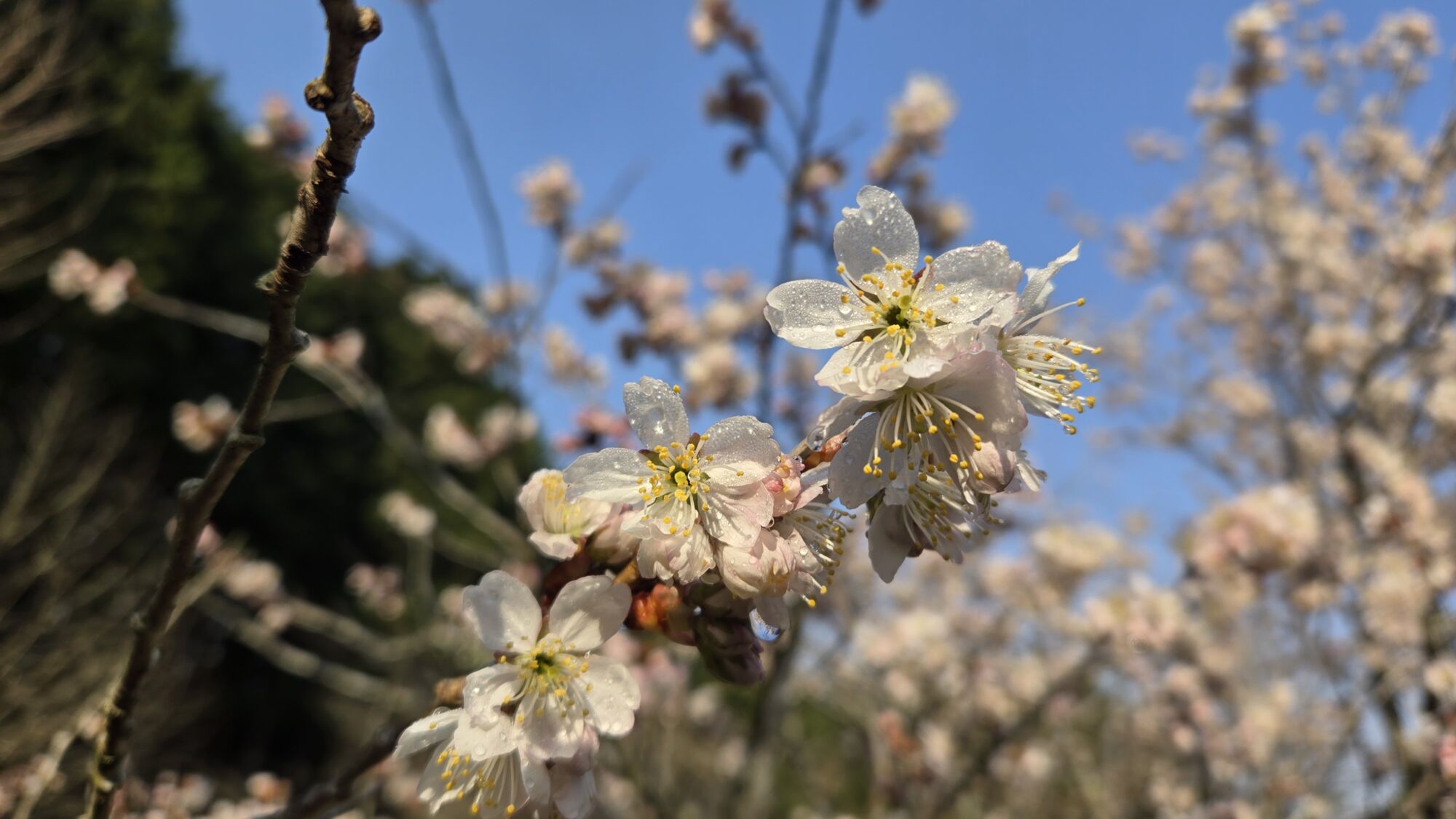 3月25日 桜の開花状況
